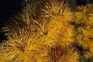 20g Kolophonium Kiefernharz Geigenharz Pinus cembra Colophonium Weihrauch 